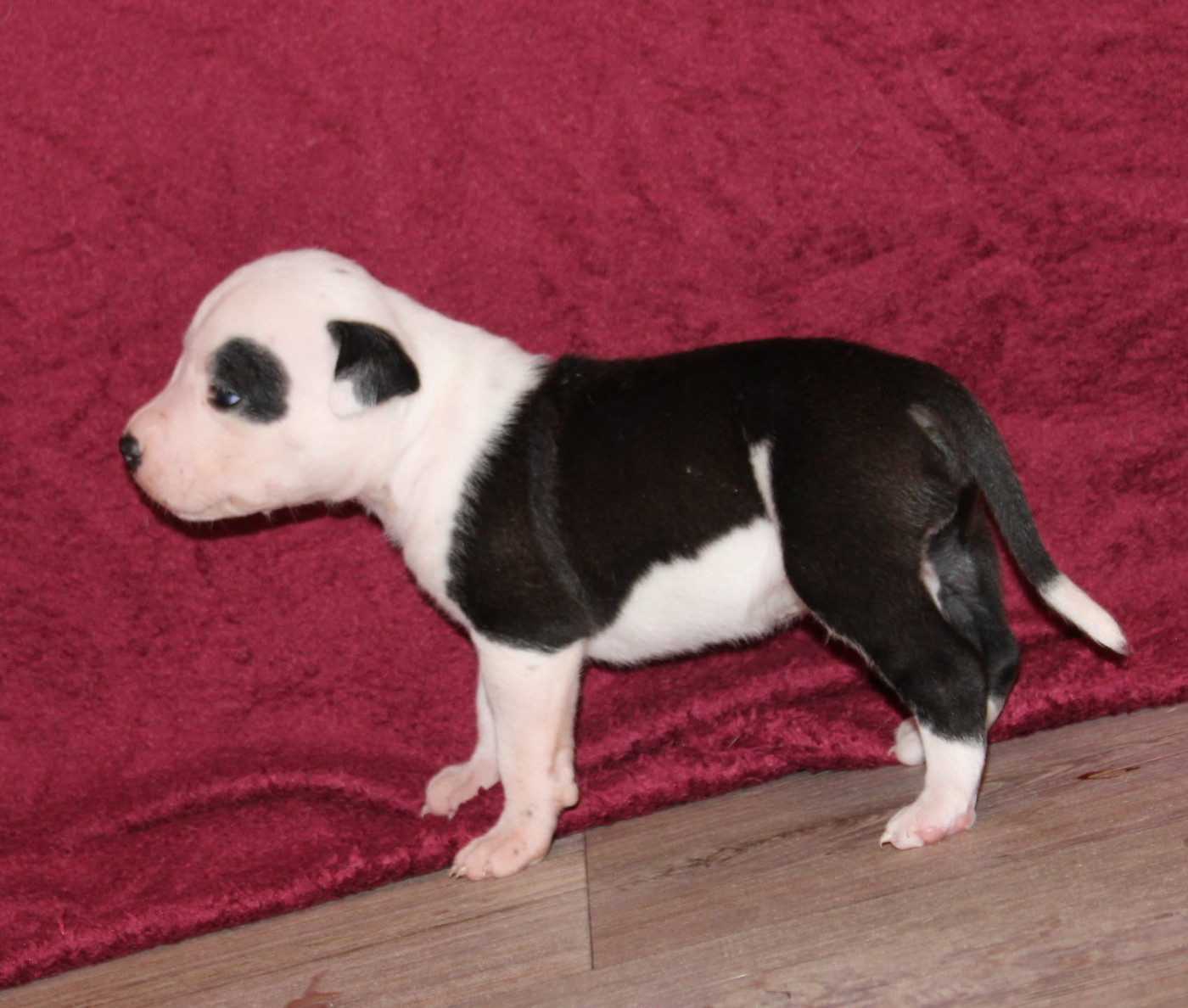 Des Grands Fouchers - Chiots disponibles - American Staffordshire Terrier
