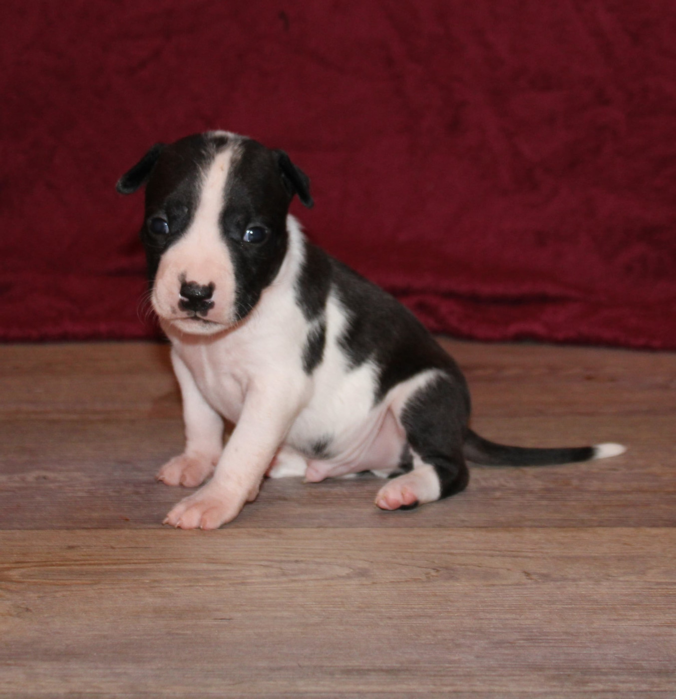 Des Grands Fouchers - Chiots disponibles - American Staffordshire Terrier