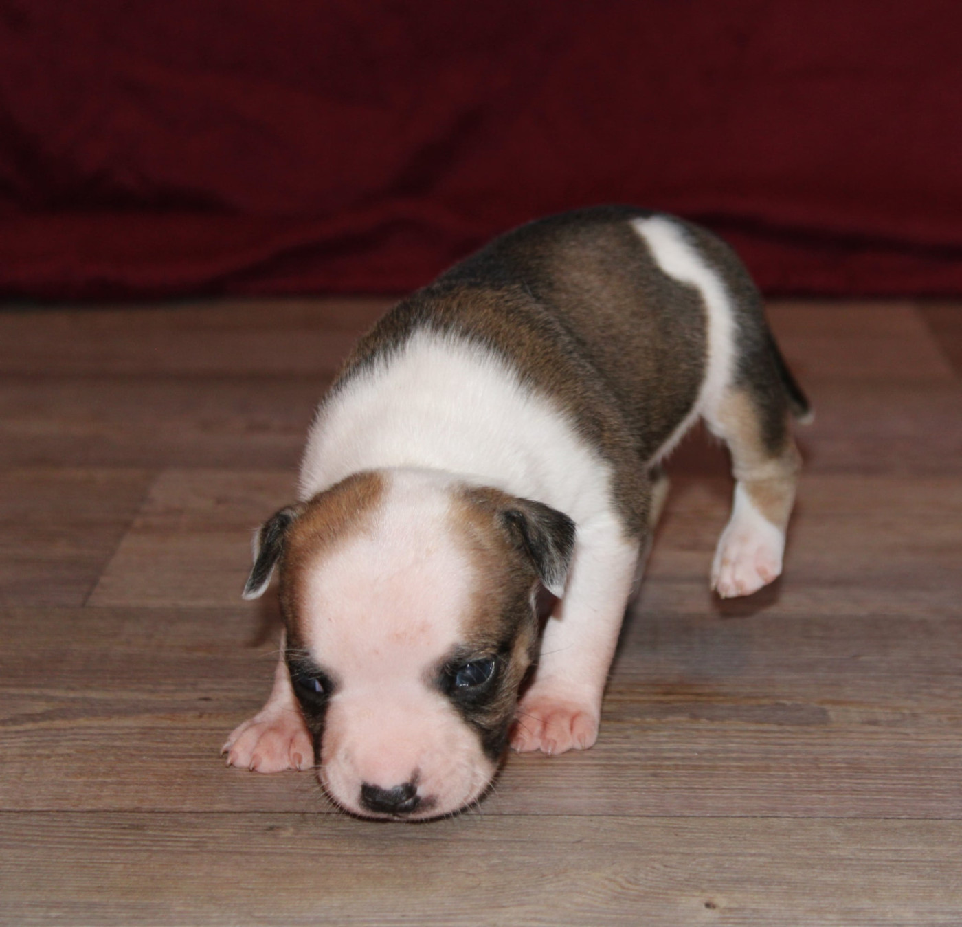 Des Grands Fouchers - Chiots disponibles - American Staffordshire Terrier