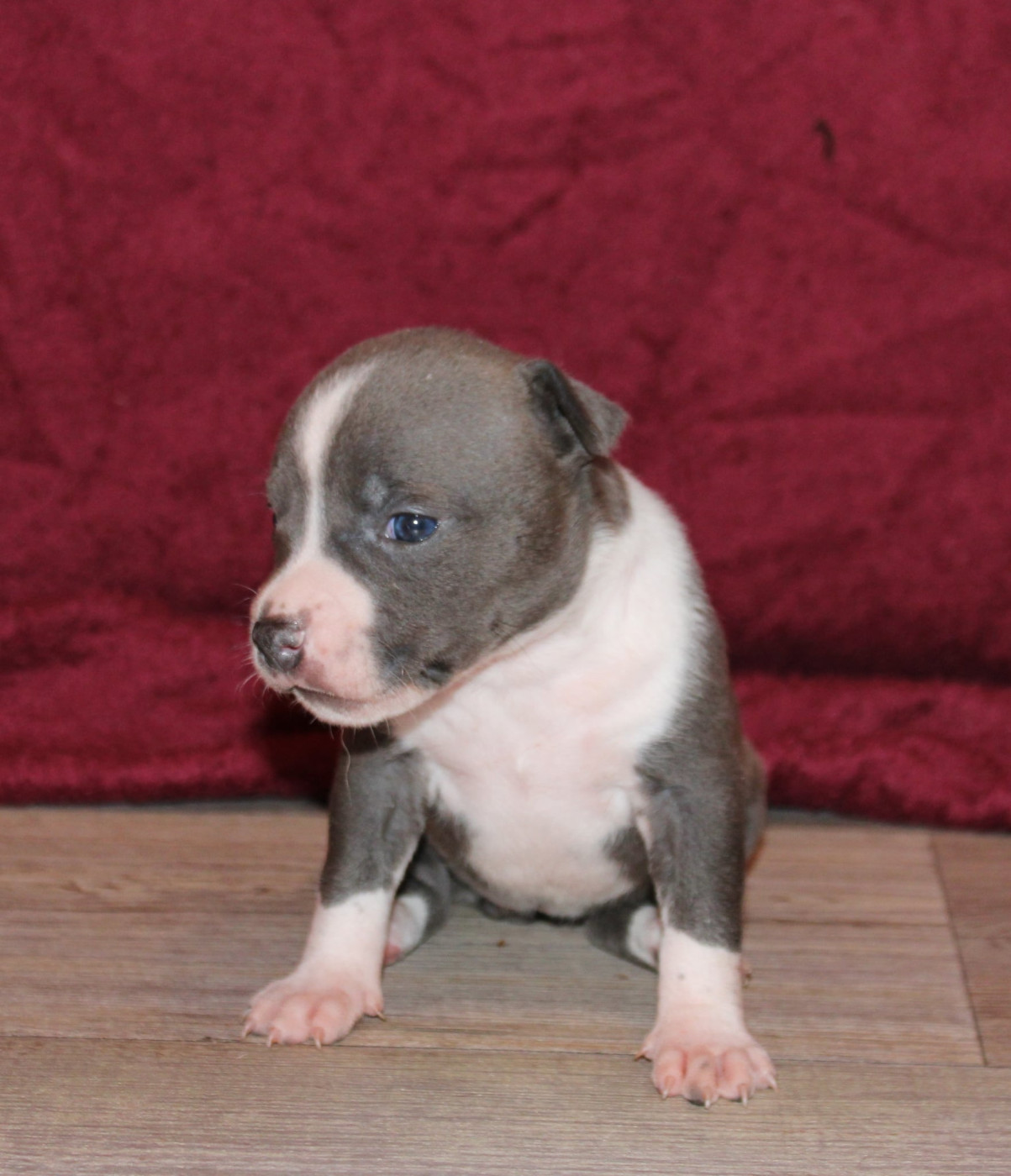 Des Grands Fouchers - Chiots disponibles - American Staffordshire Terrier