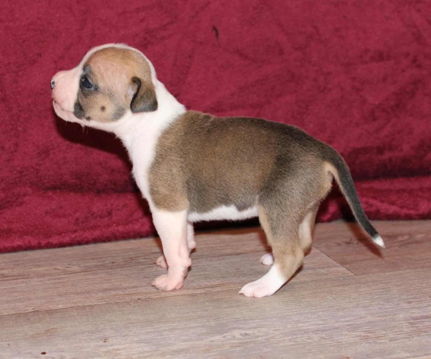 Des Grands Fouchers - Chiots disponibles - American Staffordshire Terrier