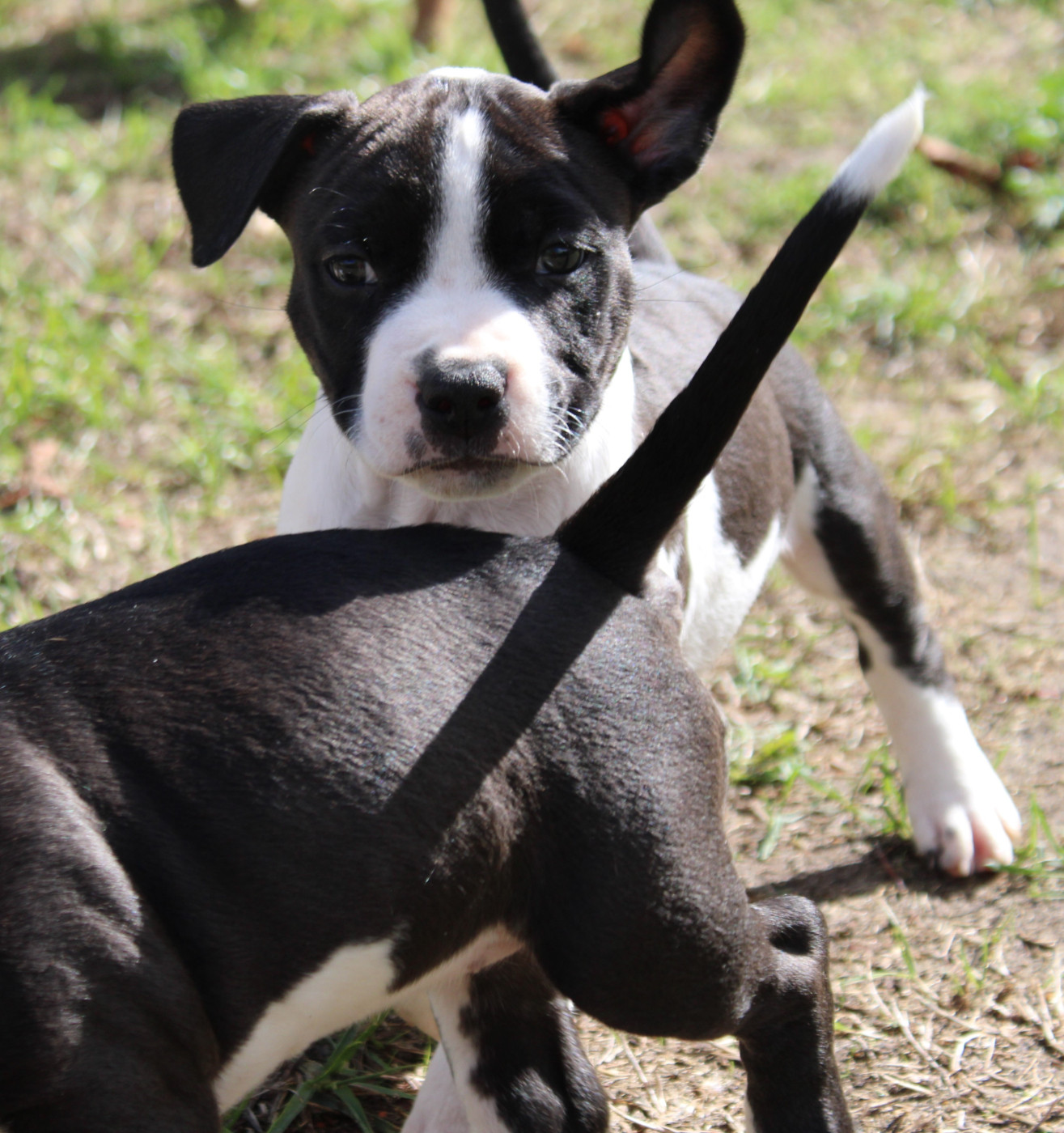 Des Grands Fouchers - Chiots disponibles - American Staffordshire Terrier