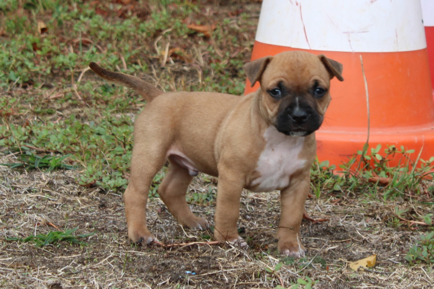 Des Grands Fouchers - Chiots disponibles - American Staffordshire Terrier