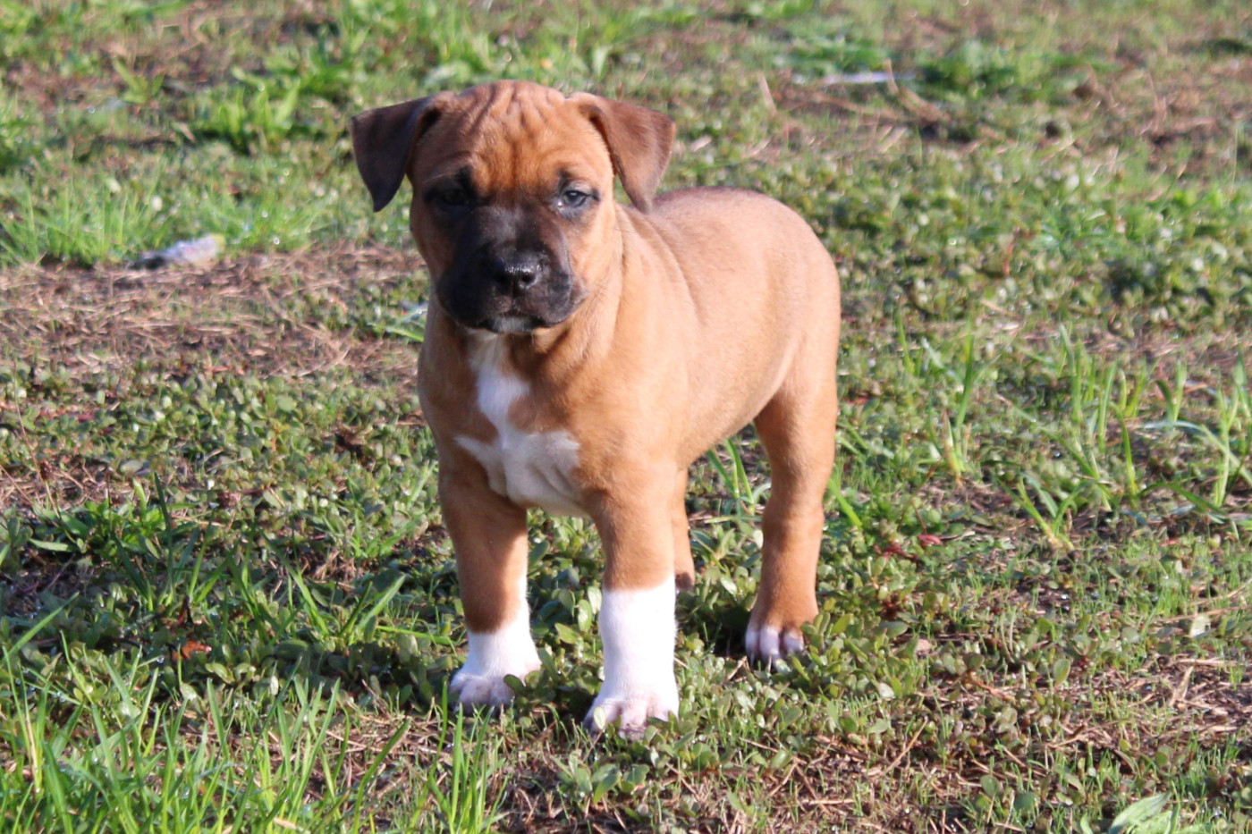 Des Grands Fouchers - Chiots disponibles - American Staffordshire Terrier