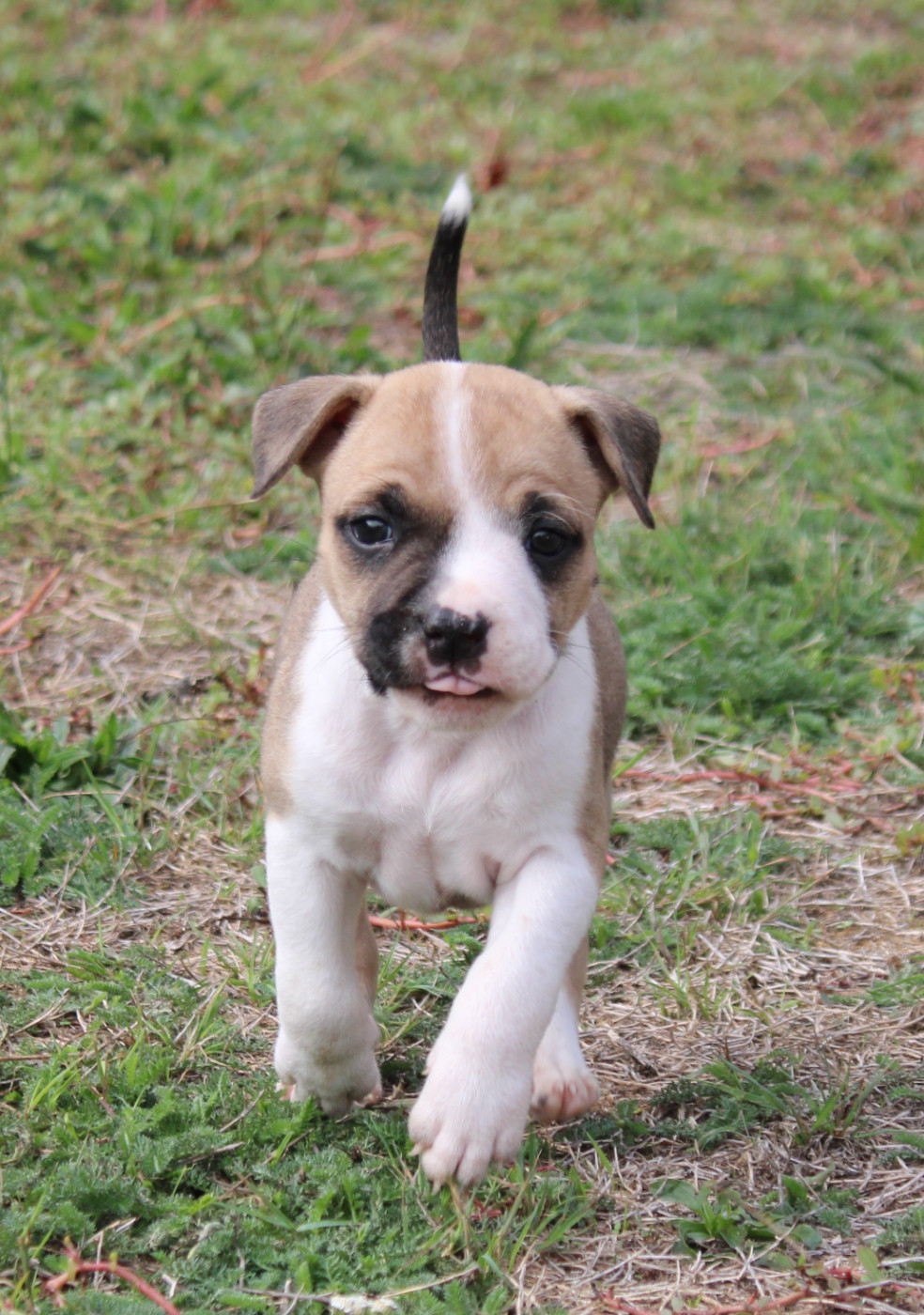 Des Grands Fouchers - Chiots disponibles - American Staffordshire Terrier