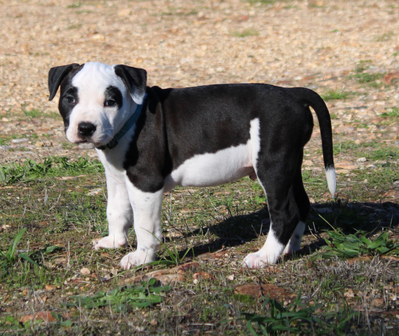 Des Grands Fouchers - Chiots disponibles - American Staffordshire Terrier