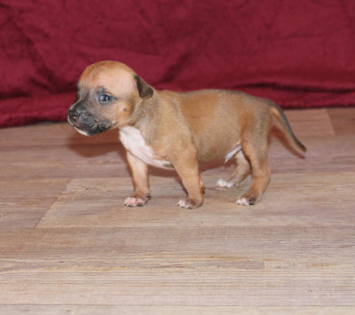 Male 3